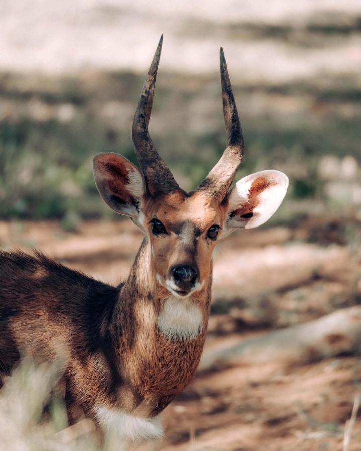 שמורת צייד בלולה Maninghi Lodge מראה חיצוני תמונה